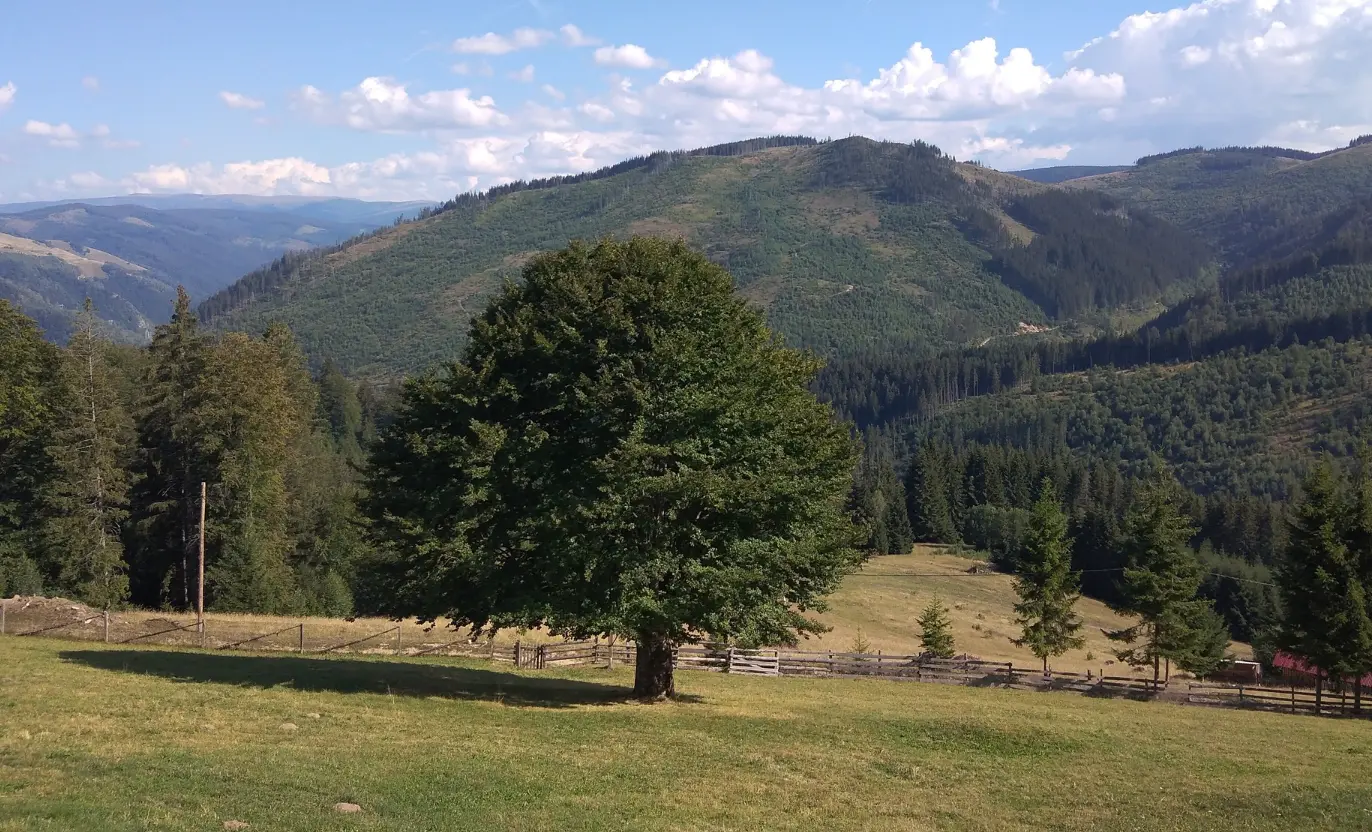 Mănăstirea Teț, Alba