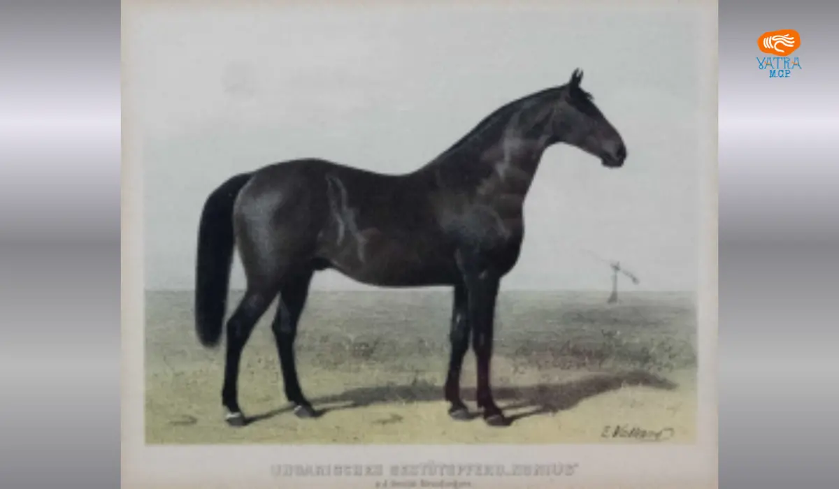Armăsarul – Emil Volkers