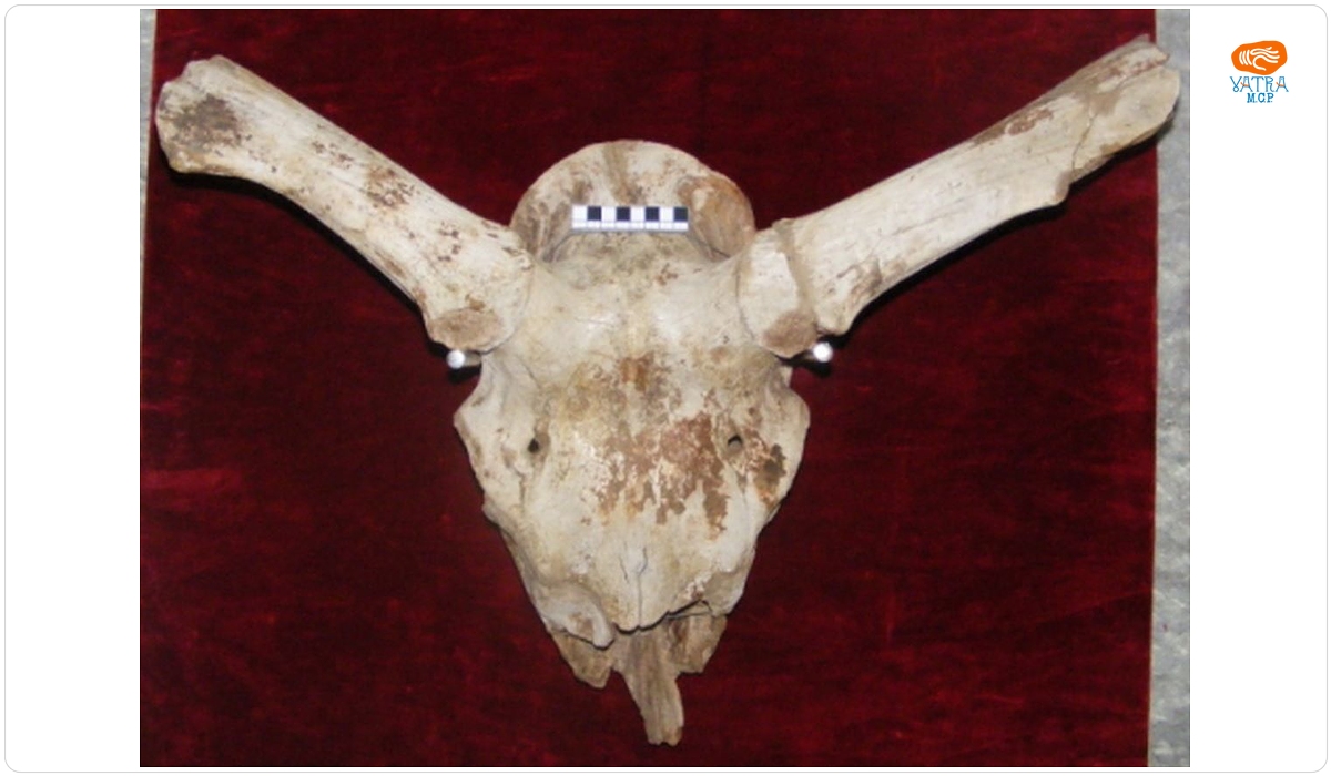 Megaloceros gigantaeus