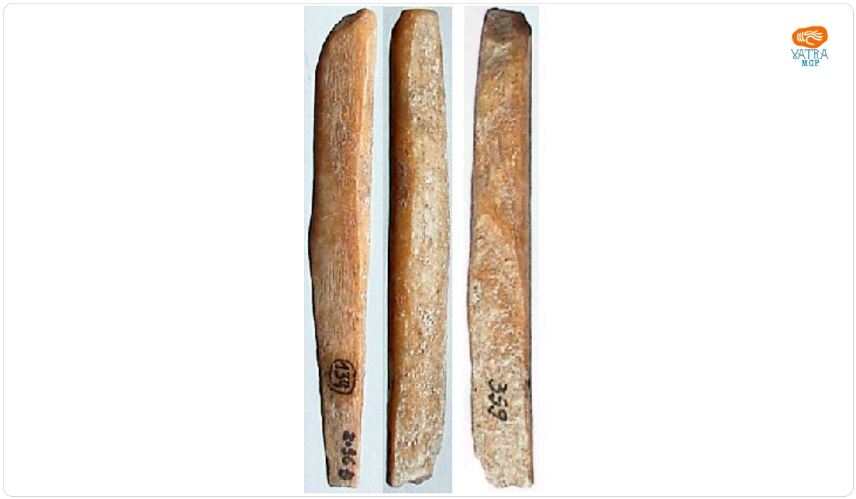 Ac de corn de cerb – eboșă (de podoabă)