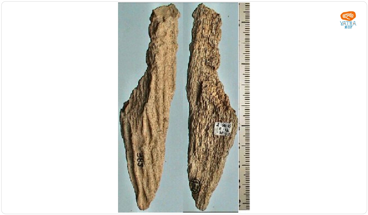 Corn de cerb prelucrat / Prefabricat
