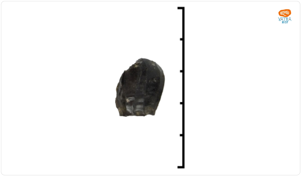 Nucleu