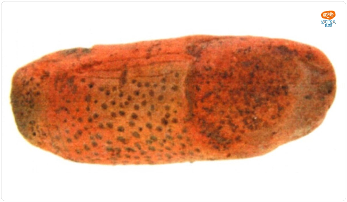 Phallus