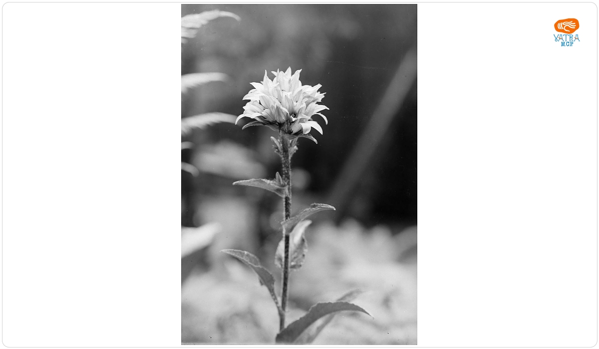 Floare