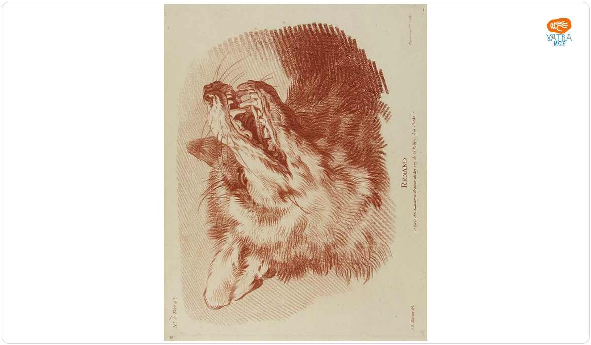 Renard (Vulpe); în registrul inventar: „Gravuri cu animale”