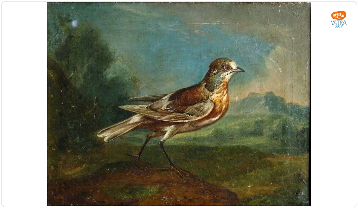 Cintezoi ; pandant: Canar
