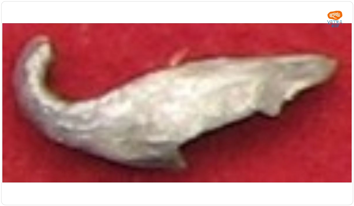Fibulă