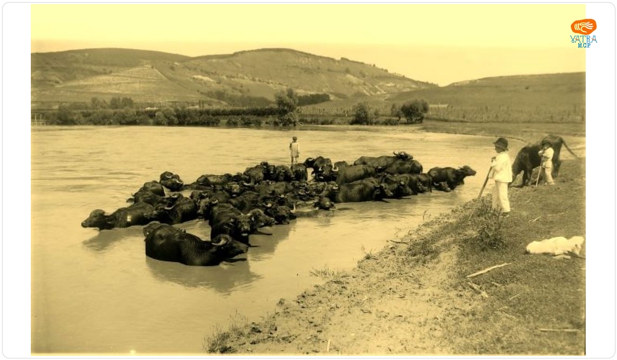 Bivoli în Olt