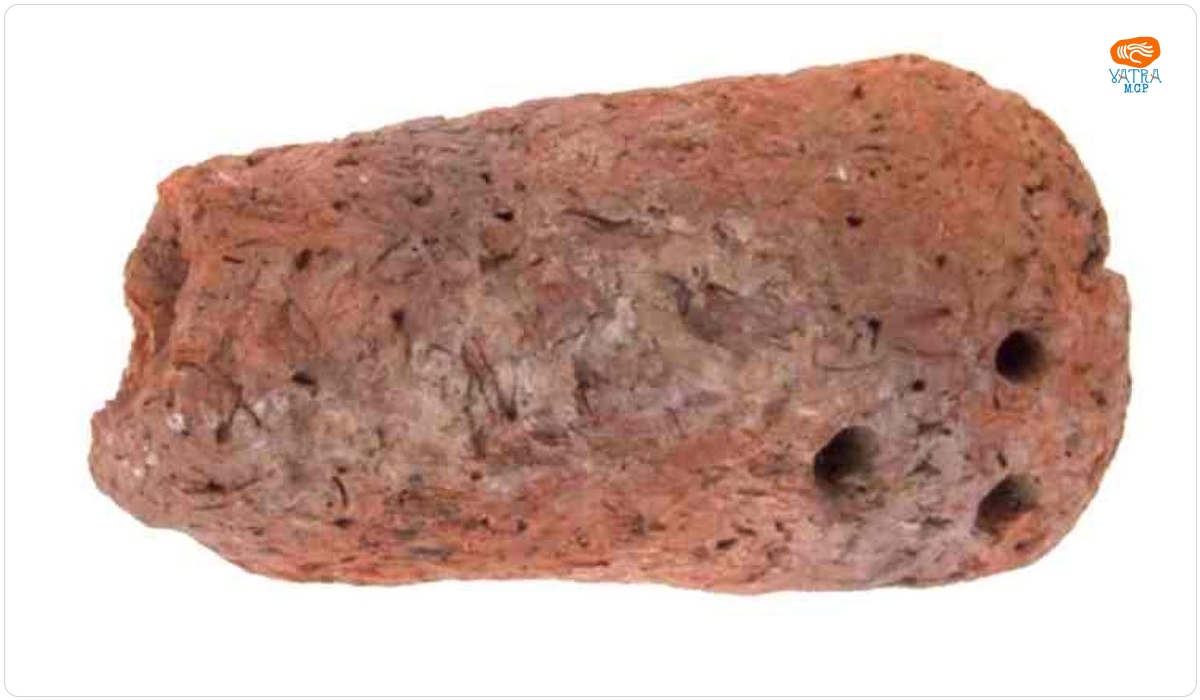 Phallus