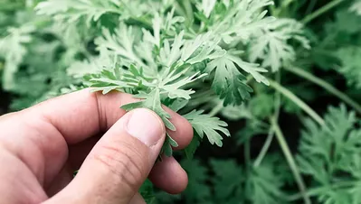 Semnificații deosebite ale plantelor in sărbătoarea Rusaliilor