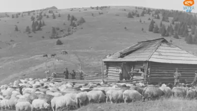 Stâna tradițională și organizarea vieții la munte. Păstoritul și arhitectura sezonieră a Munților Branului